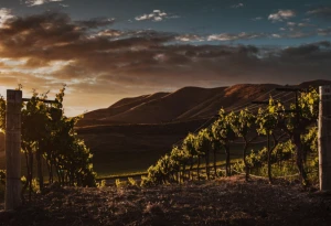 Katy Moore Wines