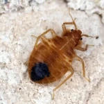 Bed Bugs Pest Control & Extermination