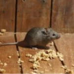 Rodent Pest Control & Extermination
