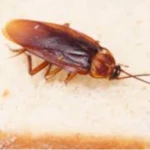 Cockroach Pest Control & Extermination