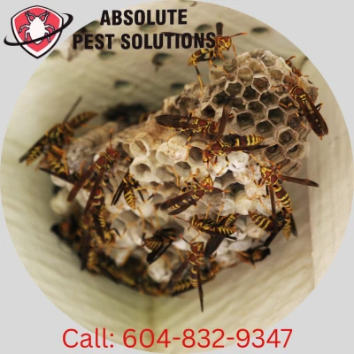 Wasp Removal Services