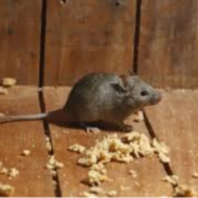 Rodent Pest Control & Extermination